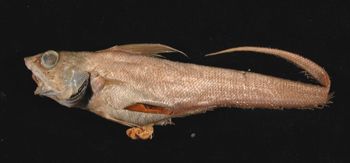 Media type: image; Ichthyology 61020